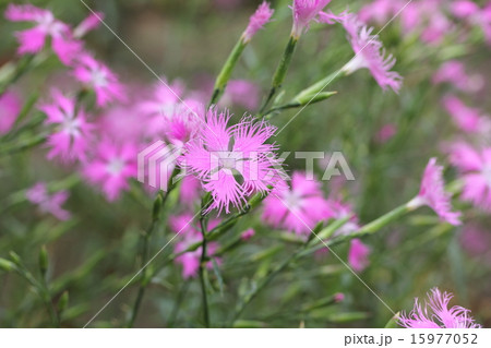 カワラナデシコ 15977052