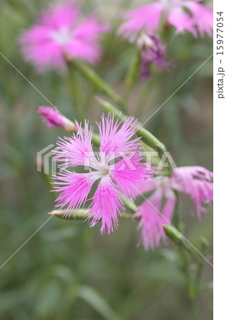 カワラナデシコ カワラナデシコ 15977054