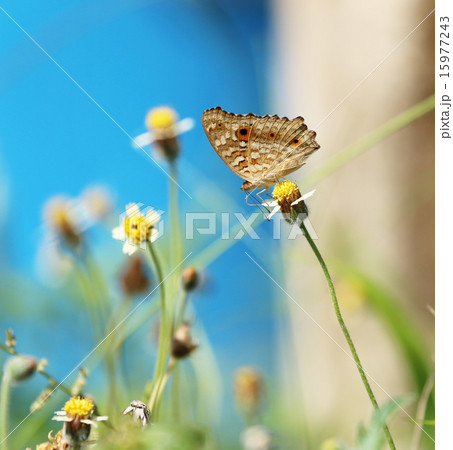 Butterfly 15977243