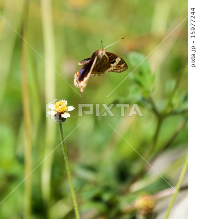 Butterfly Butterfly 15977244