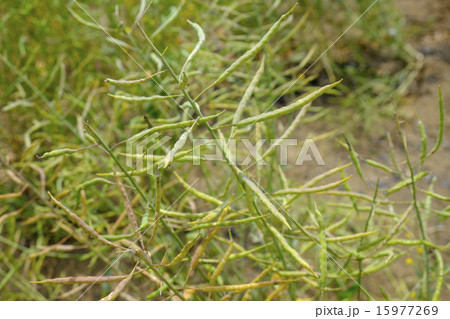 菜種 菜種 15977269