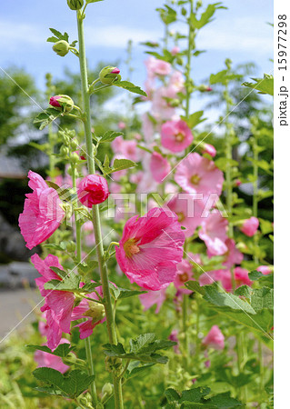 タチアオイ　立葵　タチアオイの花 15977298