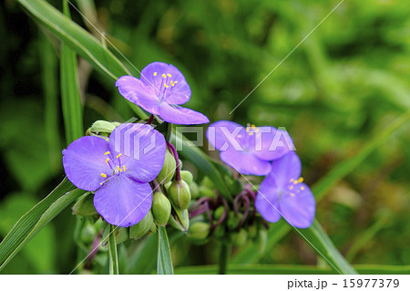 露草 ツユクサ ムラサキツユクサ 露草 ツユクサ ムラサキツユクサ 15977379