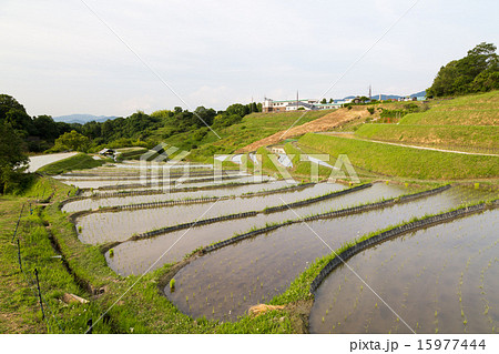 千早赤阪村の棚田 15977444
