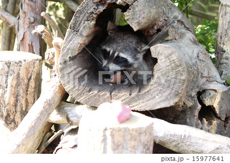 アライグマ アライグマ 15977641