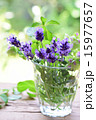 グラスに入れたラベンダー縦 15977657