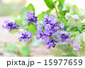 グラスに入れたラベンダー横１ 15977659