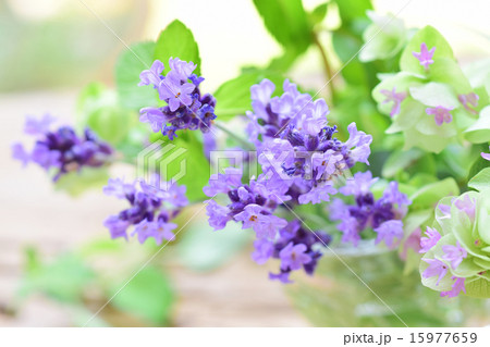 グラスに入れたラベンダー横1 グラスに入れたラベンダー横1 15977659