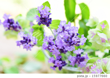 グラスに入れたラベンダー横２ 15977660