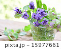 グラスに入れたラベンダー横３ 15977661