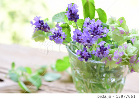 グラスに入れたラベンダー横３ 15977661