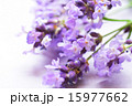 切り取ったラベンダー 15977662
