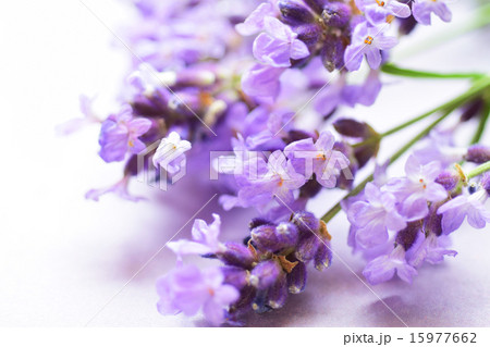 切り取ったラベンダー 切り取ったラベンダー 15977662
