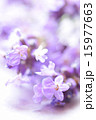 背景用ラベンダーアップ１ 15977663