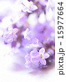 背景用ラベンダーアップ２ 15977664
