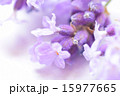 ラベンダーの花のアップ横 15977665