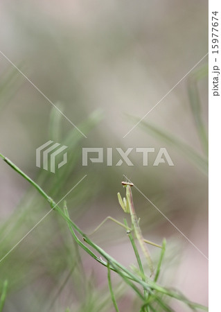 スギナに紛れるカマキリの幼生０２ 15977674