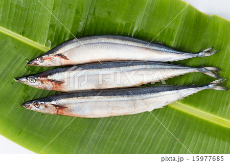 Fresh Japanese Sanma fish on leaf 15977685