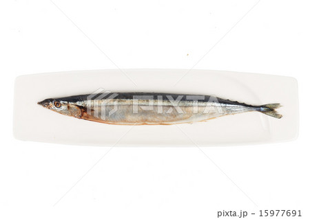 Fresh Japanese Sanma fish Fresh Japanese Sanma fish 15977691