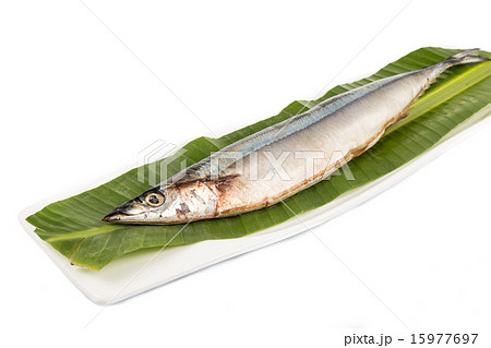 Fresh Japanese Sanma fish on leaf Fresh Japanese Sanma fish on leaf 15977697