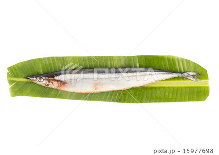 Fresh Japanese Sanma fish on leaf Fresh Japanese Sanma fish on leaf 15977698