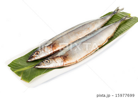 Fresh Japanese Sanma fish on leaf Fresh Japanese Sanma fish on leaf 15977699