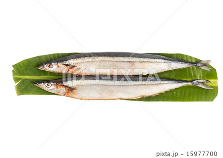 Fresh Japanese Sanma fish on leaf Fresh Japanese Sanma fish on leaf 15977700
