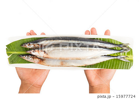 Hand holding plate with fresh Sanma fish Hand holding plate with fresh Sanma fish 15977724