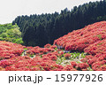 つつじ つつじ 15977926