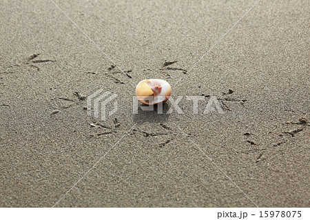 砂浜に足跡 15978075