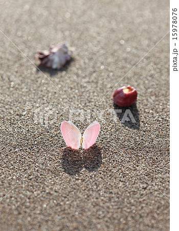 砂浜に貝 15978076