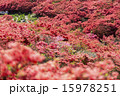 つつじ つつじ 15978251