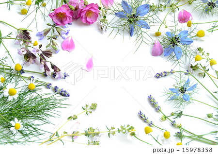 ハーブフレーム 15978358