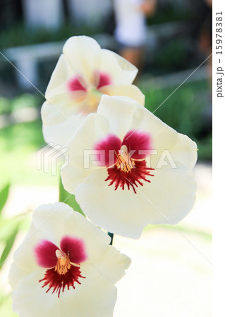 蘭の花 Dendrobium 蘭の花 Dendrobium 15978381