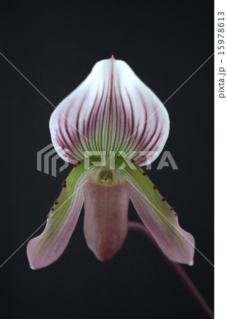 パフィオ6 パフィオ6 15978613