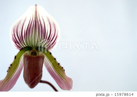 パフィオ7 15978614