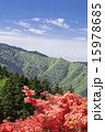 葛城山 ツツジ 葛城山 ツツジ 15978685
