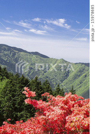 葛城山　ツツジ 15978685