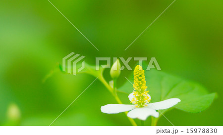 どくだみ　16：9 15978830