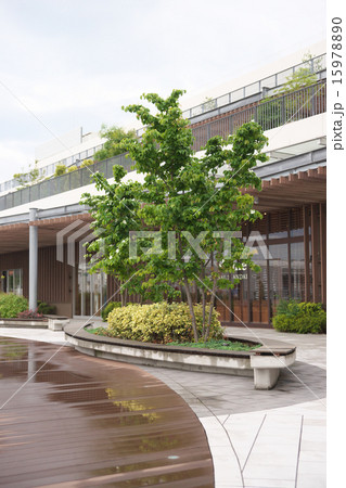 ヤマボウシの木 ヤマボウシの木 15978890