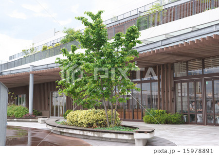 ヤマボウシの木 ヤマボウシの木 15978891