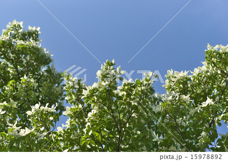 ヤマボウシと青空 ヤマボウシと青空 15978892