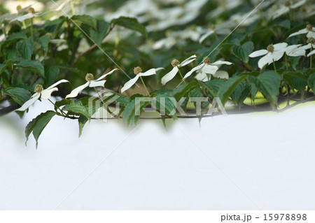 ヤマボウシの花 15978898