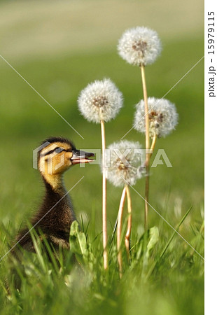 Baby duck and dandelions Baby duck and dandelions 15979115