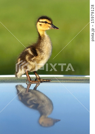 Duckling reflection Duckling reflection 15979128
