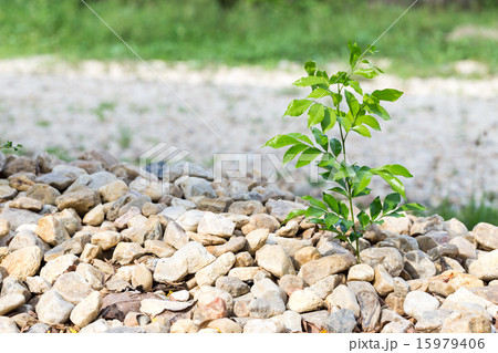 New development and renewal of tree on stone 15979406