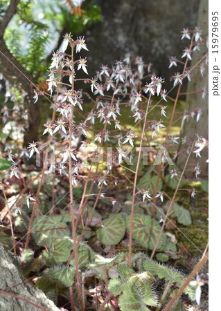 ユキノシタ 15979695