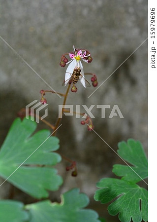 ユキノシタとホソヒラタアブ ユキノシタとホソヒラタアブ 15979696
