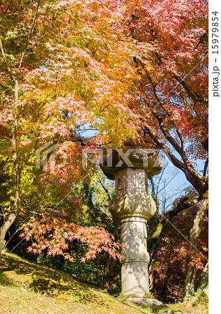 千葉県 成田市 成田山公園の紅葉の写真素材