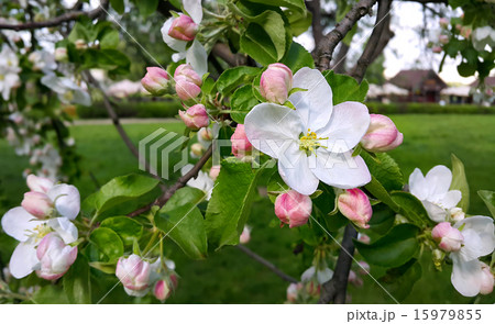 Beautiful flowers of spring tree 15979855
